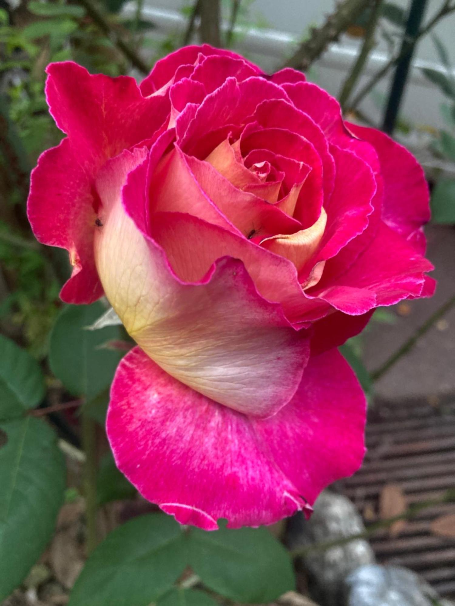 Maison Des Roses Oullins Exteriör bild
